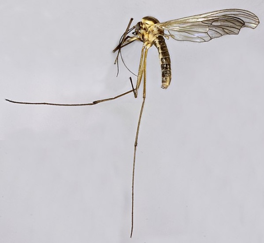 Dixella martinii © <a rel="nofollow" class="external text" href="https://www.flickr.com/people/130093583@N04">Janet Graham</a>