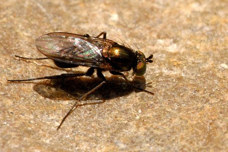 Dolichopus griseipennis &copy; James K. Lindsey