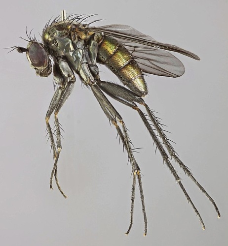 Dolichopus picipes © <a rel="nofollow" class="external text" href="https://www.flickr.com/people/130093583@N04">Janet Graham</a>