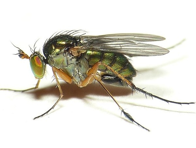 Dolichopus plumipes &copy; <table style="width:100%; border:1px solid #aaa; background:#efd; text-align:center"><tbody><tr>
<td>
<a href="//commons.wikimedia.org/wiki/File:Aspitates_ochrearia.jpg" class="image"><img alt="Aspitates ochrearia.jpg" src="https://upload.wikimedia.org/wikipedia/commons/thumb/b/bc/Aspitates_ochrearia.jpg/55px-Aspitates_ochrearia.jpg" decoding="async" width="55" height="41" srcset="https://upload.wikimedia.org/wikipedia/commons/thumb/b/bc/Aspitates_ochrearia.jpg/83px-Aspitates_ochrearia.jpg 1.5x, https://upload.wikimedia.org/wikipedia/commons/thumb/b/bc/Aspitates_ochrearia.jpg/110px-Aspitates_ochrearia.jpg 2x" data-file-width="800" data-file-height="600"></a>
</td>
<td>This image is created by user <a rel="nofollow" class="external text" href="http://waarneming.nl/user/photos/19474">Dick Belgers</a> at <a rel="nofollow" class="external text" href="http://waarneming.nl/">waarneming.nl</a>, a source of nature observations in the Netherlands.
</td>
</tr></tbody></table>