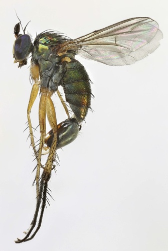 Dolichopus signatus © <a rel="nofollow" class="external text" href="https://www.flickr.com/people/149164524@N06">janet graham</a>