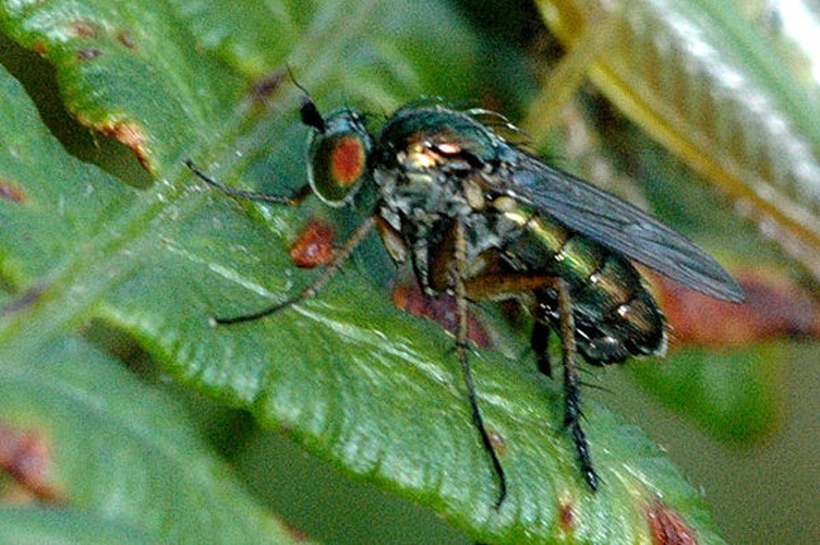 Dolichopus ungulatus &copy; James K. Lindsey