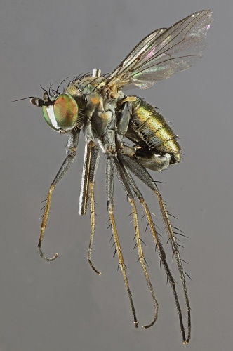 Dolichopus vitripennis © <a rel="nofollow" class="external text" href="https://www.flickr.com/people/130093583@N04">Janet Graham</a>