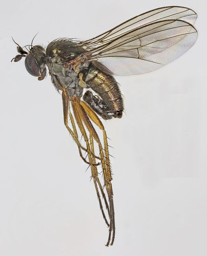 Gymnopternus aerosus &copy; <a rel="nofollow" class="external text" href="https://www.flickr.com/people/130093583@N04">Janet Graham</a>