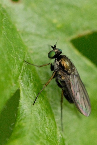 Gymnopternus cupreus &copy; James K. Lindsey