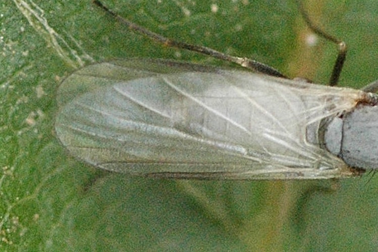 Hilara galactoptera &copy; James K. Lindsey