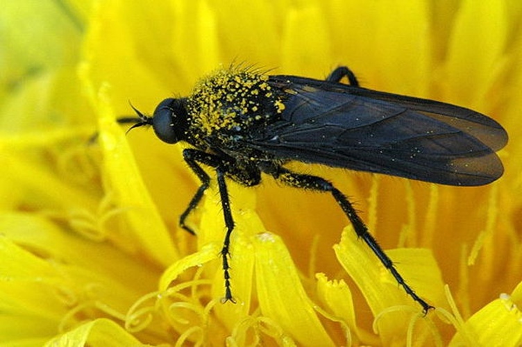 Empis ciliata &copy; James K. Lindsey