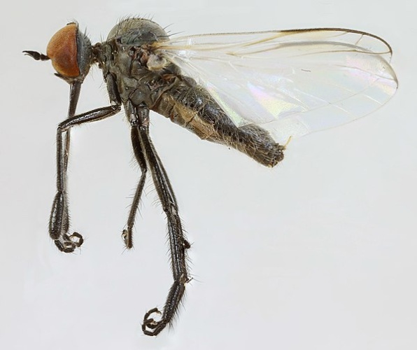 Empis chioptera © <a rel="nofollow" class="external text" href="https://www.flickr.com/people/130093583@N04">Janet Graham</a>
