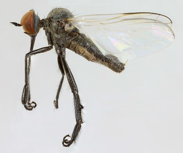 Empis chioptera &copy; <a rel="nofollow" class="external text" href="https://www.flickr.com/people/130093583@N04">Janet Graham</a>