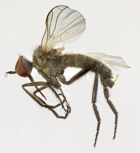 Empis nigripes &copy; <a rel="nofollow" class="external text" href="https://www.flickr.com/people/130093583@N04">Janet Graham</a>