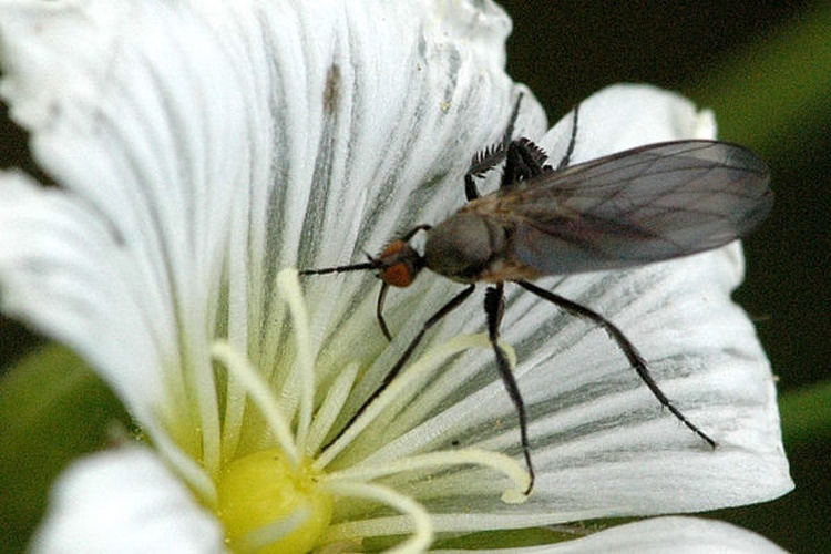 Empis pennipes &copy; James K. Lindsey