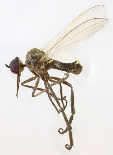 Empis albinervis &copy; <a rel="nofollow" class="external text" href="https://www.flickr.com/people/130093583@N04">Janet Graham</a>