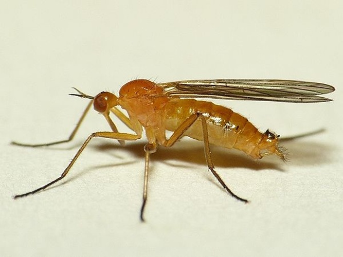 Empis lutea © <table style="width:100%; border:1px solid #aaa; background:#efd; text-align:center"><tbody><tr>
<td>
<a href="//commons.wikimedia.org/wiki/File:Aspitates_ochrearia.jpg" class="image"><img alt="Aspitates ochrearia.jpg" src="https://upload.wikimedia.org/wikipedia/commons/thumb/b/bc/Aspitates_ochrearia.jpg/55px-Aspitates_ochrearia.jpg" decoding="async" width="55" height="41" srcset="https://upload.wikimedia.org/wikipedia/commons/thumb/b/bc/Aspitates_ochrearia.jpg/83px-Aspitates_ochrearia.jpg 1.5x, https://upload.wikimedia.org/wikipedia/commons/thumb/b/bc/Aspitates_ochrearia.jpg/110px-Aspitates_ochrearia.jpg 2x" data-file-width="800" data-file-height="600"></a>
</td>
<td>This image is created by user <a rel="nofollow" class="external text" href="http://waarneming.nl/user/photos/19474">Dick Belgers</a> at <a rel="nofollow" class="external text" href="http://waarneming.nl/">waarneming.nl</a>, a source of nature observations in the Netherlands.
</td>
</tr></tbody></table>