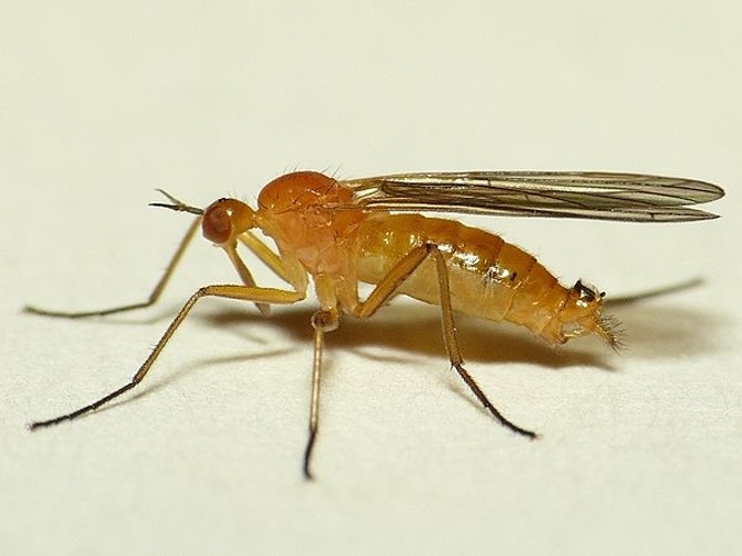 Empis lutea &copy; <table style="width:100%; border:1px solid #aaa; background:#efd; text-align:center"><tbody><tr>
<td>
<a href="//commons.wikimedia.org/wiki/File:Aspitates_ochrearia.jpg" class="image"><img alt="Aspitates ochrearia.jpg" src="https://upload.wikimedia.org/wikipedia/commons/thumb/b/bc/Aspitates_ochrearia.jpg/55px-Aspitates_ochrearia.jpg" decoding="async" width="55" height="41" srcset="https://upload.wikimedia.org/wikipedia/commons/thumb/b/bc/Aspitates_ochrearia.jpg/83px-Aspitates_ochrearia.jpg 1.5x, https://upload.wikimedia.org/wikipedia/commons/thumb/b/bc/Aspitates_ochrearia.jpg/110px-Aspitates_ochrearia.jpg 2x" data-file-width="800" data-file-height="600"></a>
</td>
<td>This image is created by user <a rel="nofollow" class="external text" href="http://waarneming.nl/user/photos/19474">Dick Belgers</a> at <a rel="nofollow" class="external text" href="http://waarneming.nl/">waarneming.nl</a>, a source of nature observations in the Netherlands.
</td>
</tr></tbody></table>