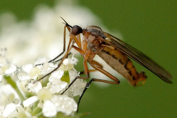 Empis trigramma &copy; James K. Lindsey