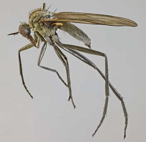 Rhamphomyia stigmosa &copy; <a rel="nofollow" class="external text" href="https://www.flickr.com/people/130093583@N04">Janet Graham</a>