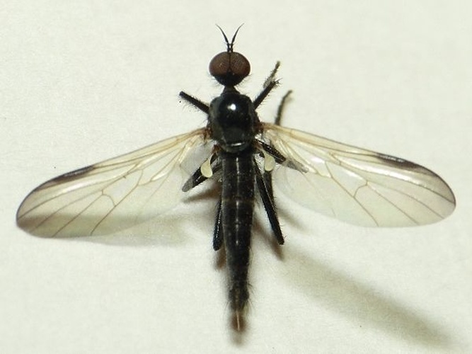 Rhamphomyia atra © <table style="width:100%; border:1px solid #aaa; background:#efd; text-align:center"><tbody><tr>
<td>
<a href="//commons.wikimedia.org/wiki/File:Aspitates_ochrearia.jpg" class="image"><img alt="Aspitates ochrearia.jpg" src="https://upload.wikimedia.org/wikipedia/commons/thumb/b/bc/Aspitates_ochrearia.jpg/55px-Aspitates_ochrearia.jpg" decoding="async" width="55" height="41" srcset="https://upload.wikimedia.org/wikipedia/commons/thumb/b/bc/Aspitates_ochrearia.jpg/83px-Aspitates_ochrearia.jpg 1.5x, https://upload.wikimedia.org/wikipedia/commons/thumb/b/bc/Aspitates_ochrearia.jpg/110px-Aspitates_ochrearia.jpg 2x" data-file-width="800" data-file-height="600"></a>
</td>
<td>This image is created by user <a rel="nofollow" class="external text" href="http://waarneming.nl/user/photos/19474">Dick Belgers</a> at <a rel="nofollow" class="external text" href="http://waarneming.nl/">waarneming.nl</a>, a source of nature observations in the Netherlands.
</td>
</tr></tbody></table>