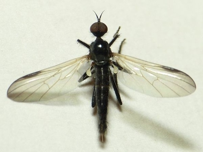 Rhamphomyia atra &copy; <table style="width:100%; border:1px solid #aaa; background:#efd; text-align:center"><tbody><tr>
<td>
<a href="//commons.wikimedia.org/wiki/File:Aspitates_ochrearia.jpg" class="image"><img alt="Aspitates ochrearia.jpg" src="https://upload.wikimedia.org/wikipedia/commons/thumb/b/bc/Aspitates_ochrearia.jpg/55px-Aspitates_ochrearia.jpg" decoding="async" width="55" height="41" srcset="https://upload.wikimedia.org/wikipedia/commons/thumb/b/bc/Aspitates_ochrearia.jpg/83px-Aspitates_ochrearia.jpg 1.5x, https://upload.wikimedia.org/wikipedia/commons/thumb/b/bc/Aspitates_ochrearia.jpg/110px-Aspitates_ochrearia.jpg 2x" data-file-width="800" data-file-height="600"></a>
</td>
<td>This image is created by user <a rel="nofollow" class="external text" href="http://waarneming.nl/user/photos/19474">Dick Belgers</a> at <a rel="nofollow" class="external text" href="http://waarneming.nl/">waarneming.nl</a>, a source of nature observations in the Netherlands.
</td>
</tr></tbody></table>