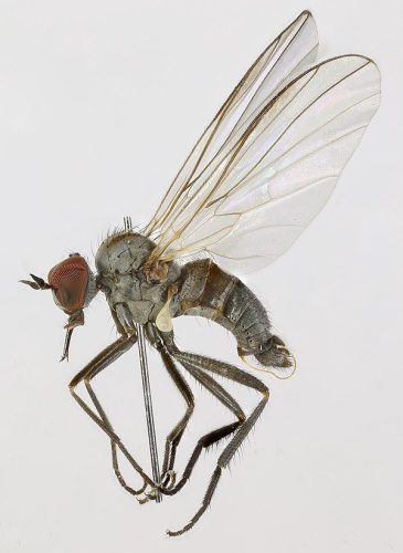Rhamphomyia tibiella © <a rel="nofollow" class="external text" href="https://www.flickr.com/people/130093583@N04">Janet Graham</a>