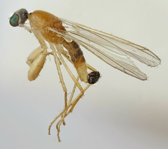 Hemerodromia adulatoria © <a rel="nofollow" class="external text" href="https://www.flickr.com/people/130093583@N04">Janet Graham</a>