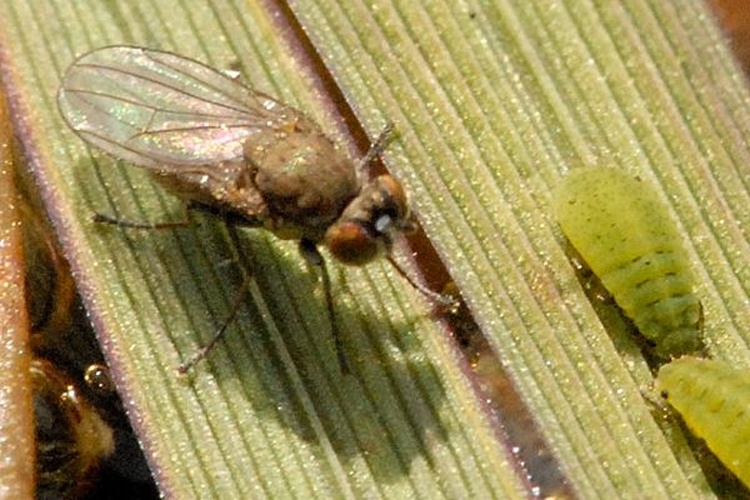 Notiphila riparia &copy; James K. Lindsey