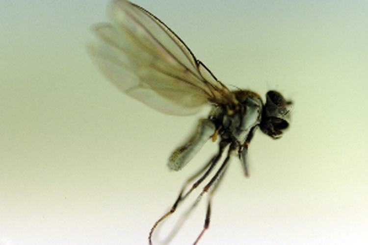 Scatella paludum &copy; Zoologische Staatssammlung Muenchen