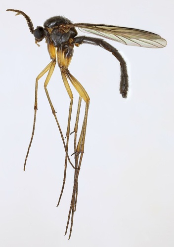 Isoneuromyia semirufa © <a rel="nofollow" class="external text" href="https://www.flickr.com/people/130093583@N04">Janet Graham</a>