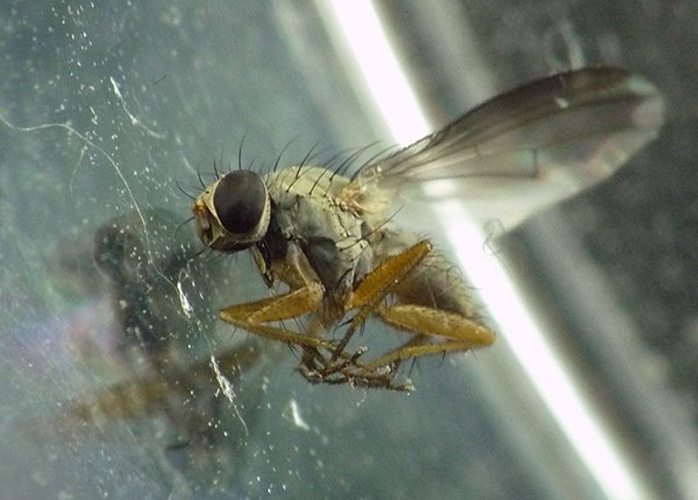 Orchisia costata © <a href="//commons.wikimedia.org/wiki/User:Show_ryu" title="User:Show ryu">Show ryu</a>