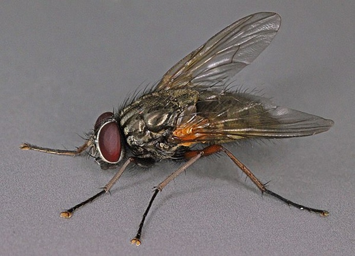 Mydaea urbana © <a rel="nofollow" class="external text" href="https://www.flickr.com/people/130093583@N04">Janet Graham</a>