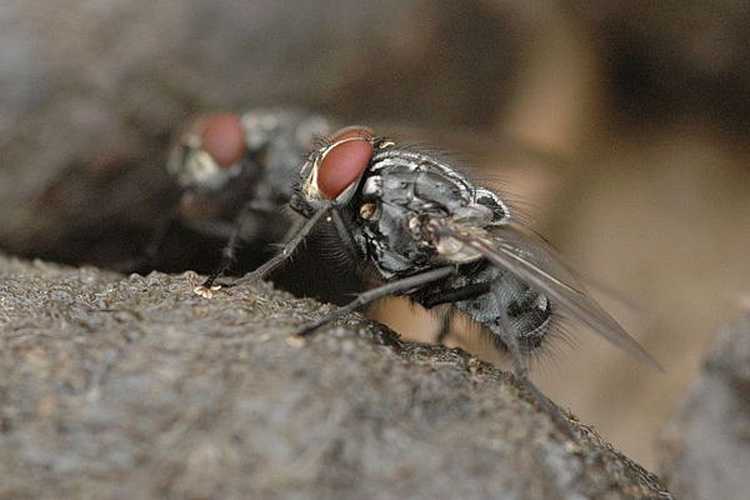 Polietes lardarius © James K. Lindsey