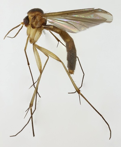 Exechiopsis ligulata © <a rel="nofollow" class="external text" href="https://www.flickr.com/people/149164524@N06">janet graham</a>