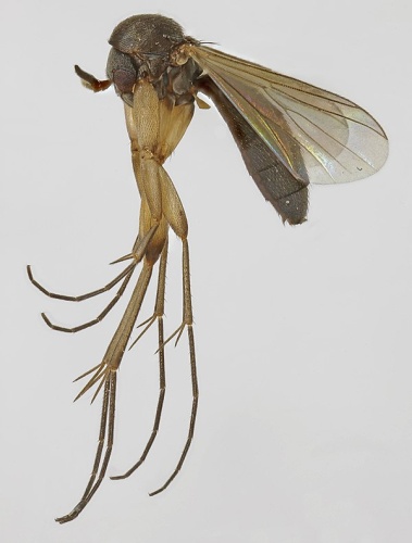 Cordyla brevicornis © <a rel="nofollow" class="external text" href="https://www.flickr.com/people/130093583@N04">Janet Graham</a>