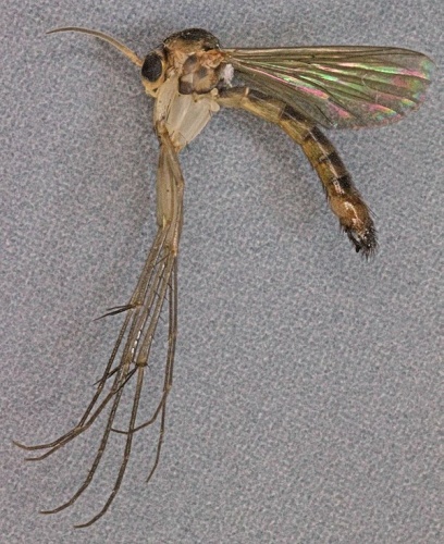 Allodiopsis rustica &copy; <a rel="nofollow" class="external text" href="https://www.flickr.com/people/130093583@N04">Janet Graham</a>