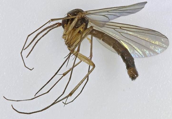 Allodia lugens &copy; <a rel="nofollow" class="external text" href="https://www.flickr.com/people/130093583@N04">Janet Graham</a>