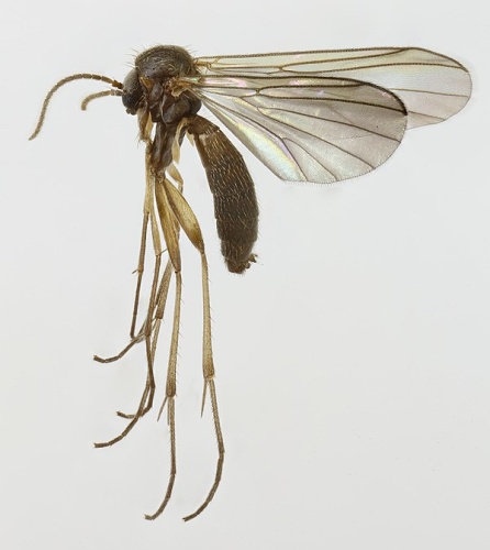Phronia biarcuata © <a rel="nofollow" class="external text" href="https://www.flickr.com/people/130093583@N04">Janet Graham</a>