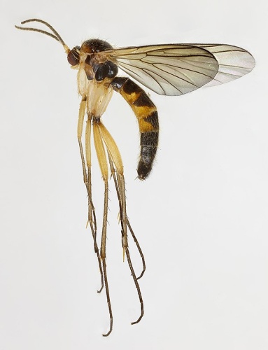 Saigusaia flaviventris © <a rel="nofollow" class="external text" href="https://www.flickr.com/people/130093583@N04">Janet Graham</a>