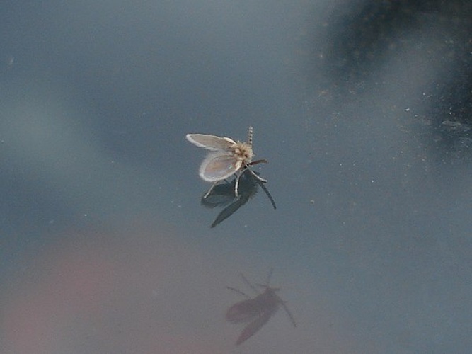 Psychoda grisescens © <a href="//commons.wikimedia.org/wiki/User:Sanja565658" title="User:Sanja565658">Sanja565658</a>