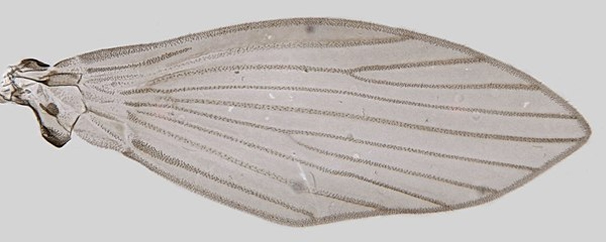 Telmatoscopus parvulus &copy; <a rel="nofollow" class="external text" href="https://www.flickr.com/people/130093583@N04">Janet Graham</a>