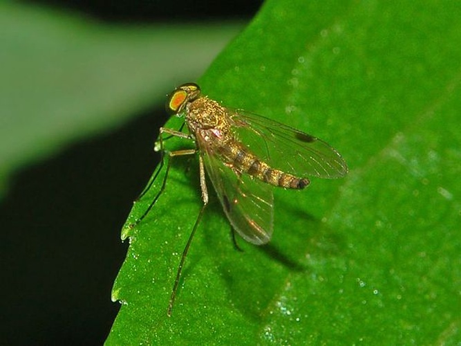 Chrysopilus asiliformis © <a href="//commons.wikimedia.org/wiki/User:Hectonichus" title="User:Hectonichus">Hectonichus</a>