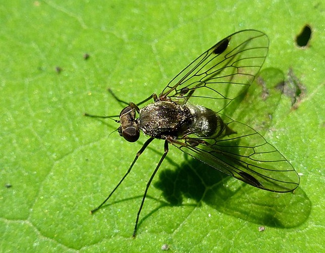 Chrysopilus erythrophthalmus © <a rel="nofollow" class="external text" href="https://www.biolib.cz/en/person/id7376/">Matej Schwarz</a>