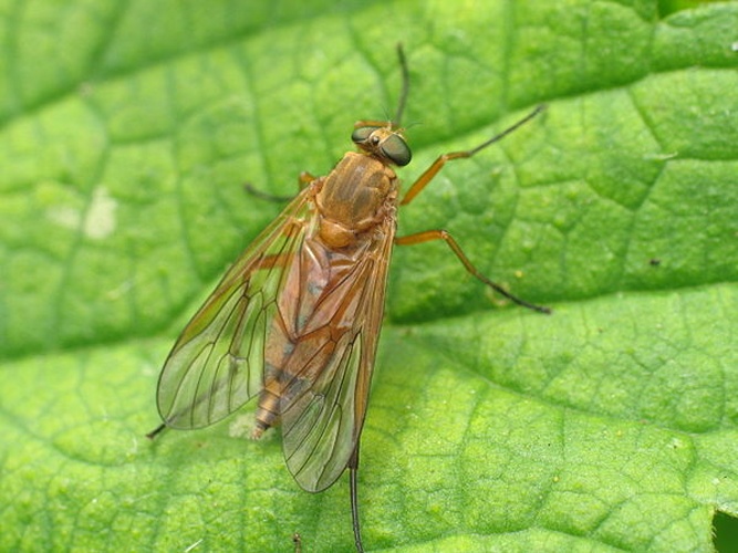 Symphoromyia immaculata &copy; Tomasz Górny (<a href="//commons.wikimedia.org/wiki/User:Nemo5576" title="User:Nemo5576">Nemo5576</a>)