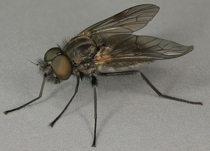 Symphoromyia crassicornis © <a rel="nofollow" class="external text" href="https://www.flickr.com/people/130093583@N04">Janet Graham</a>