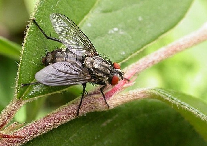 Sarcophaga haemorrhoa © <a href="//commons.wikimedia.org/wiki/User:Jean-Jacques_MILAN" title="User:Jean-Jacques MILAN">Jean-Jacques MILAN</a> 21:23, 29 May 2005 (UTC)