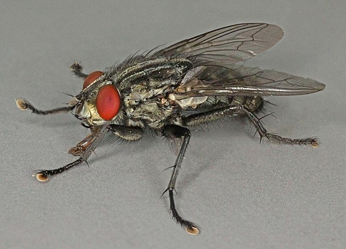 Sarcophaga teretirostris © <a rel="nofollow" class="external text" href="https://www.flickr.com/people/130093583@N04">Janet Graham</a>