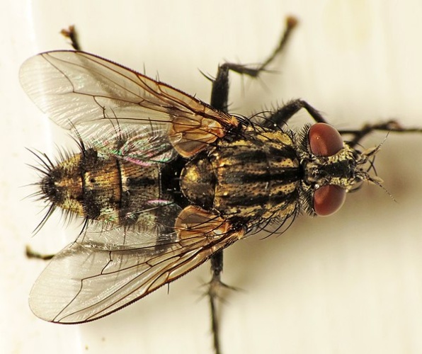 Sarcophaga nigriventris © <a rel="nofollow" class="external text" href="https://www.flickr.com/people/92899351@N08">Martin Cooper</a> from Ipswich, UK