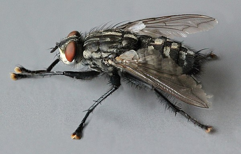 Sarcophaga variegata © <a rel="nofollow" class="external text" href="https://www.flickr.com/people/130093583@N04">Janet Graham</a>