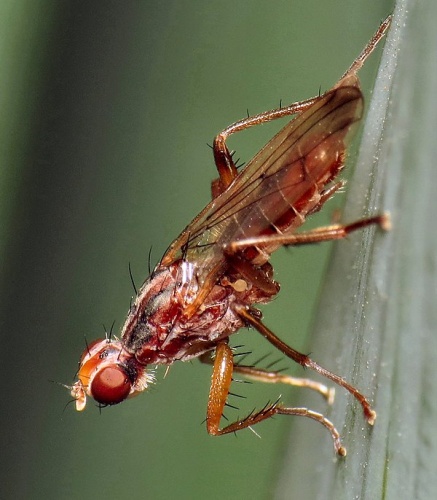 Norellia spinipes © <a rel="nofollow" class="external text" href="https://www.flickr.com/people/92899351@N08">Martin Cooper</a> from Ipswich, UK
