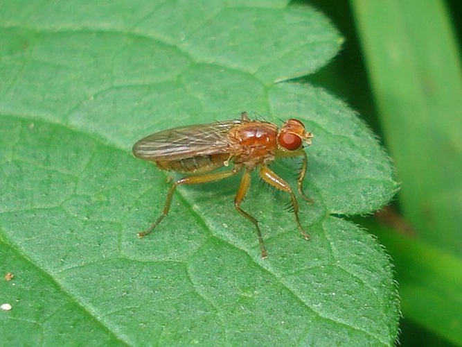 Norellisoma spinimanum &copy; <a href="//commons.wikimedia.org/wiki/User:Sanja565658" title="User:Sanja565658">Sanja565658</a>