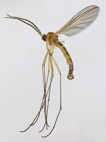 Phytosciara flavipes © <a rel="nofollow" class="external text" href="https://www.flickr.com/people/130093583@N04">Janet Graham</a>