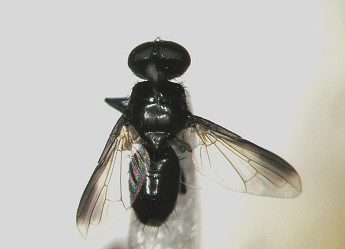 Catharosia pygmaea © R.Siloaho
